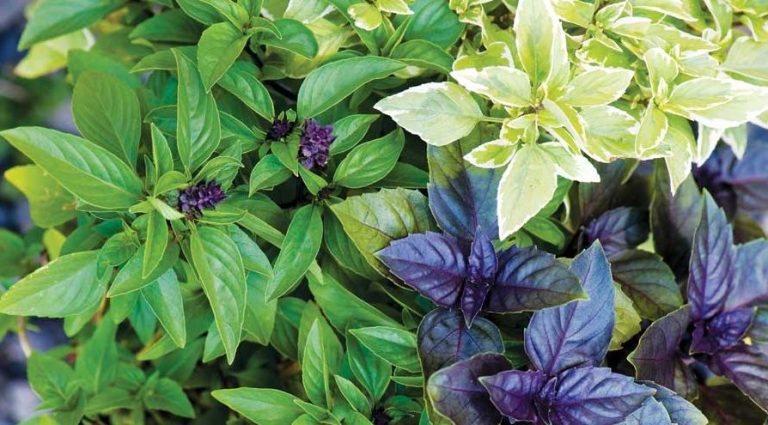 LETS ABOUT BASIL PLANT01